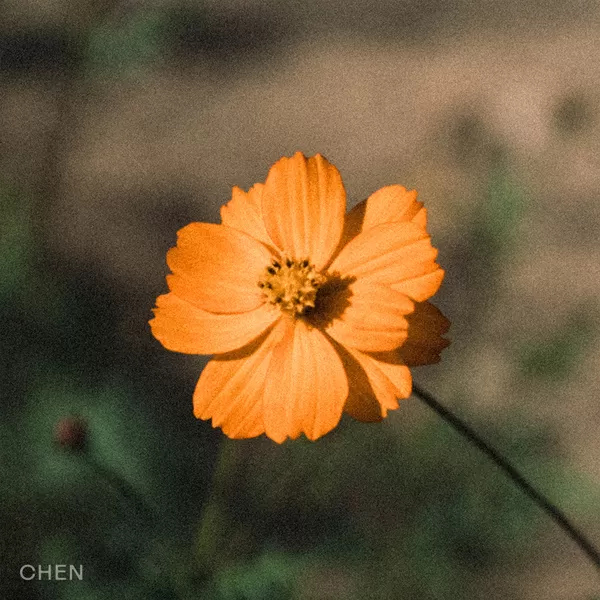 دانلود آهنگ Before the Petals Fall چن (اکسو) CHEN (EXO)