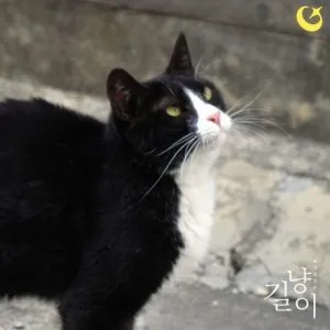 Stray Cat - Woody
